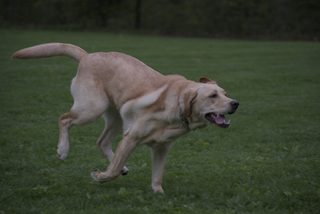 20250507_Spider and Dog Park and Leafs__DSC0188_.jpg
