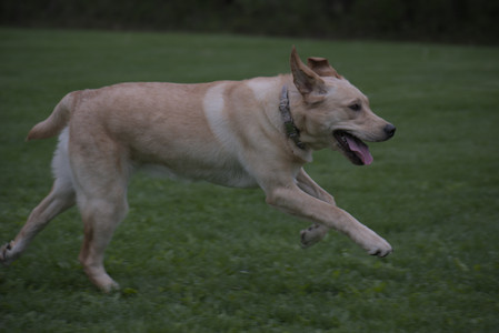 20250507_Spider and Dog Park and Leafs__DSC0189_.jpg