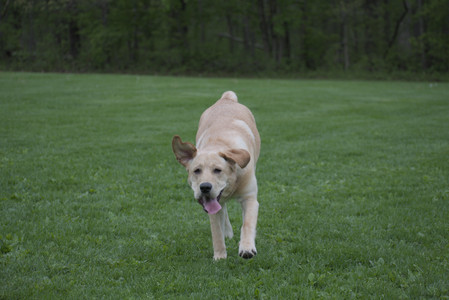 20250507_Spider and Dog Park and Leafs__DSC0192_.jpg
