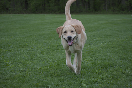 20250507_Spider and Dog Park and Leafs__DSC0193_.jpg