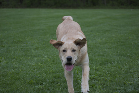 20250507_Spider and Dog Park and Leafs__DSC0194_.jpg