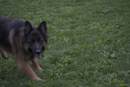 20250507_Spider and Dog Park and Leafs__DSC0198_.jpg