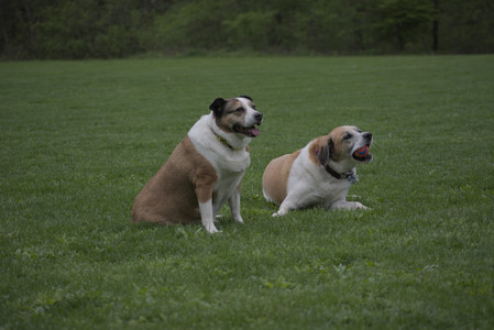 20250507_Spider and Dog Park and Leafs__DSC0201_.jpg