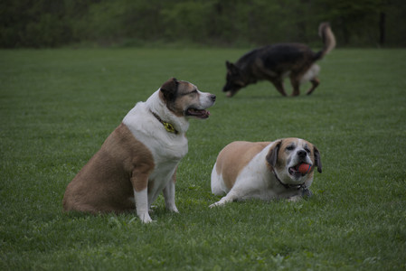 20250507_Spider and Dog Park and Leafs__DSC0215_.jpg