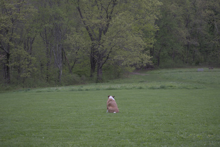 20250507_Spider and Dog Park and Leafs__DSC0219_.jpg