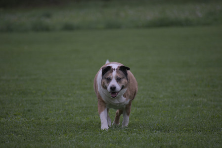 20250507_Spider and Dog Park and Leafs__DSC0222_.jpg