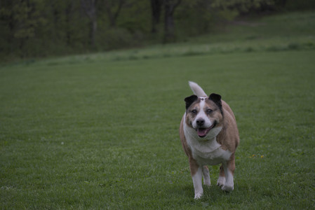 20250507_Spider and Dog Park and Leafs__DSC0230_.jpg