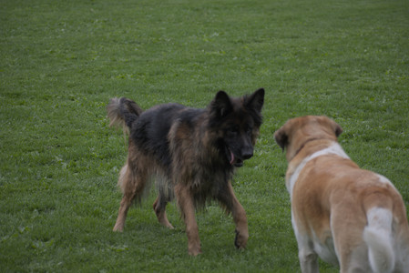 20250507_Spider and Dog Park and Leafs__DSC0231_.jpg