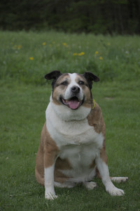20250507_Spider and Dog Park and Leafs__DSC0247_.jpg