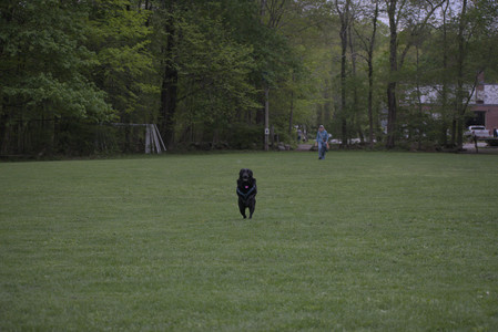 20250507_Spider and Dog Park and Leafs__DSC0264_.jpg