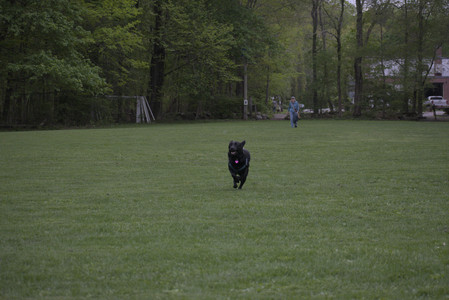 20250507_Spider and Dog Park and Leafs__DSC0265_.jpg