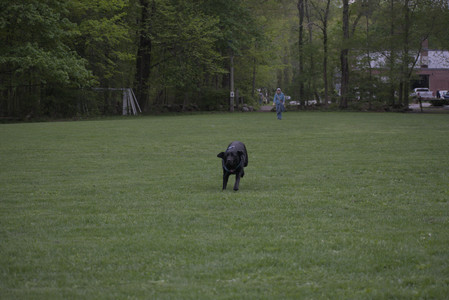 20250507_Spider and Dog Park and Leafs__DSC0266_.jpg