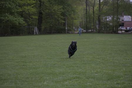 20250507_Spider and Dog Park and Leafs__DSC0267_.jpg