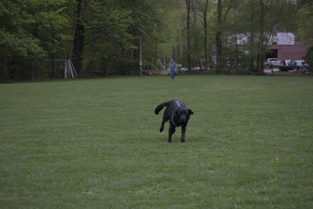 20250507_Spider and Dog Park and Leafs__DSC0268_.jpg