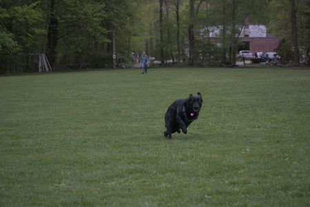 20250507_Spider and Dog Park and Leafs__DSC0269_.jpg