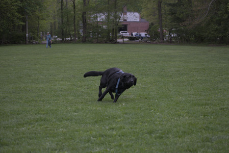 20250507_Spider and Dog Park and Leafs__DSC0270_.jpg