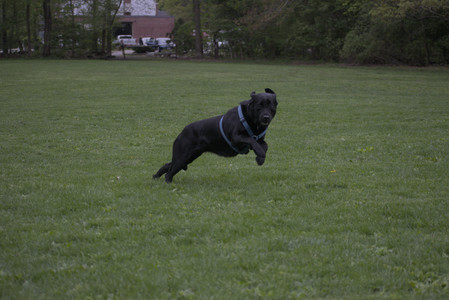 20250507_Spider and Dog Park and Leafs__DSC0271_.jpg