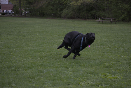 20250507_Spider and Dog Park and Leafs__DSC0272_.jpg