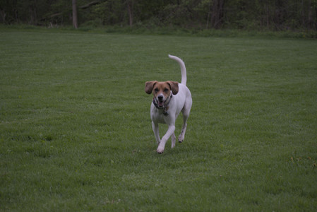 20250507_Spider and Dog Park and Leafs__DSC0274_.jpg