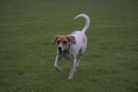 20250507_Spider and Dog Park and Leafs__DSC0278_.jpg
