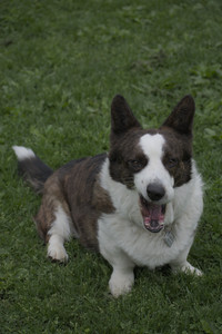 20250507_Spider and Dog Park and Leafs__DSC0284_.jpg