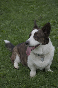 20250507_Spider and Dog Park and Leafs__DSC0295_.jpg