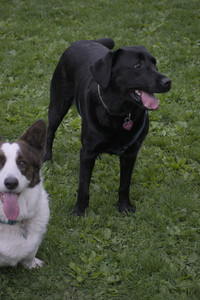 20250507_Spider and Dog Park and Leafs__DSC0298_.jpg