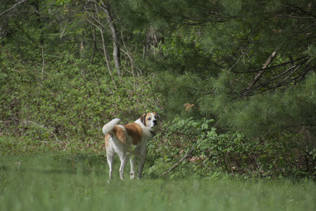 20250508_Dog park and cats__DSC0052_.jpg