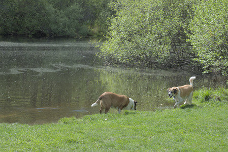 20250508_Dog park and cats__DSC0056_.jpg