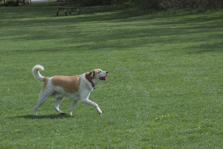 20250508_Dog park and cats__DSC0061_.jpg