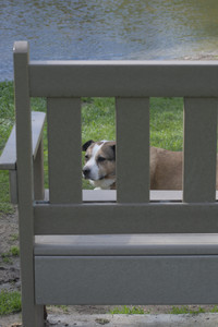 20250508_Dog park and cats__DSC0068_.jpg