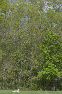 20250508_Dog park and cats__DSC0069_.jpg