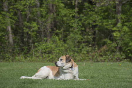 20250508_Dog park and cats__DSC0070_.jpg