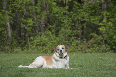 20250508_Dog park and cats__DSC0074_.jpg