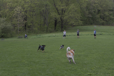 20250510_Dog Park and Cats__DSC0030_.jpg