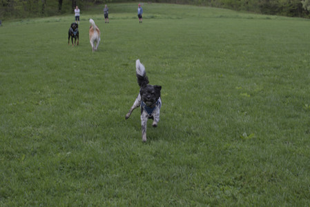 20250510_Dog Park and Cats__DSC0035_.jpg