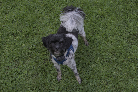 20250510_Dog Park and Cats__DSC0039_.jpg