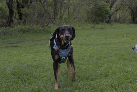 20250510_Dog Park and Cats__DSC0054_.jpg