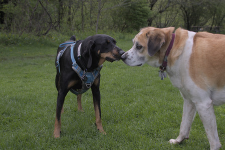 20250510_Dog Park and Cats__DSC0057_.jpg