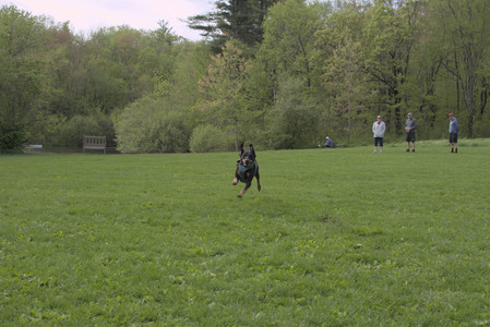 20250510_Dog Park and Cats__DSC0059_.jpg