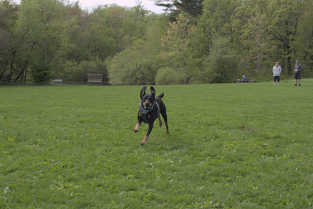 20250510_Dog Park and Cats__DSC0061_.jpg