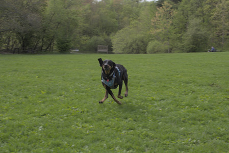 20250510_Dog Park and Cats__DSC0062_.jpg