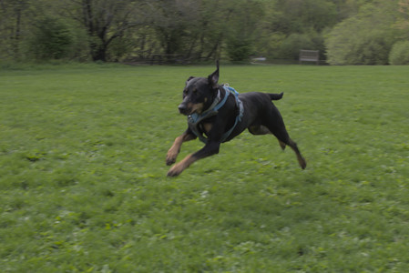 20250510_Dog Park and Cats__DSC0063_.jpg