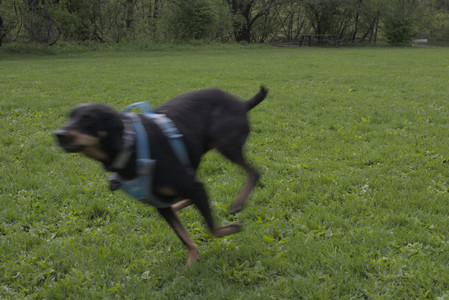 20250510_Dog Park and Cats__DSC0064_.jpg