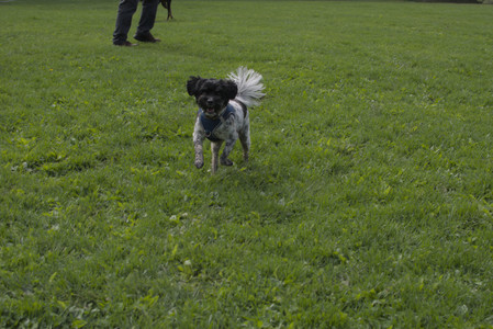 20250510_Dog Park and Cats__DSC0065_.jpg