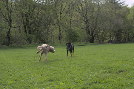 20250510_Dog Park and Cats__DSC0068_.jpg