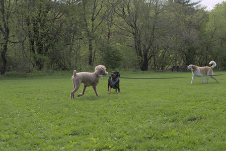 20250510_Dog Park and Cats__DSC0071_.jpg