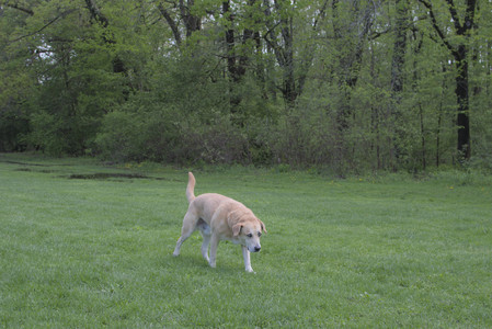 20250510_Dog Park and Cats__DSC0074_.jpg