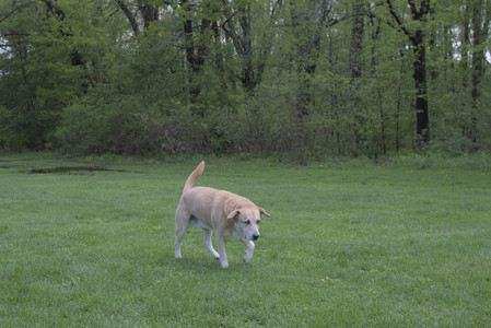 20250510_Dog Park and Cats__DSC0075_.jpg