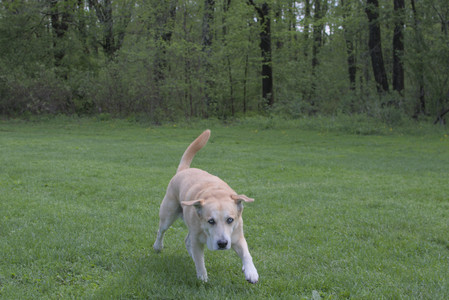 20250510_Dog Park and Cats__DSC0077_.jpg